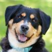 CELLON - Mini-Berner-Mix - 2 Jahre - Tierhilfe-Franken e. V.