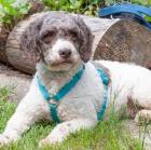 REBECCA - Lagotto Romagnolo - 1 Jahr - Tierhilfe-Franken e. V.