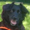 MISS PUMA - Spaniel-Mix - 3 Jahre - Tierhilfe-Franken e. V.