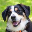 JUMO - Mini-Berner-Mix - 2 Jahre - Tierhilfe-Franken e. V.