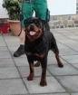 Rottweiler - Welpen mit ADRK Papieren