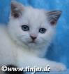 Britisch Kurzhaar Mädchen mit blauen Augen